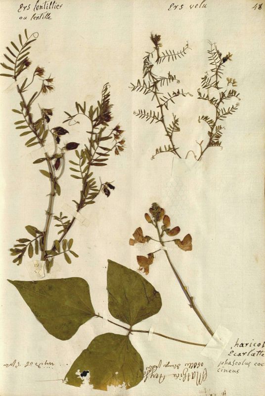 Archives départementales de la Haute-Loire. Cadastre de mandements proches du Puy (XVIIe s), transformé en herbier au XIXe siècle, conservé par le Fonds privé des évêques du Puy.