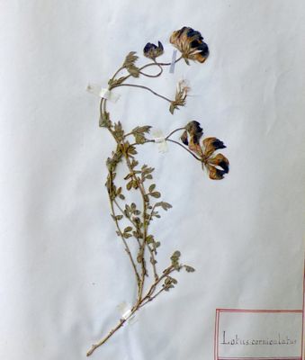 	Archives départementales de la Haute-Loire. Herbier Chanal (285 J). Lotus corniculatus (lotier corniculé). 